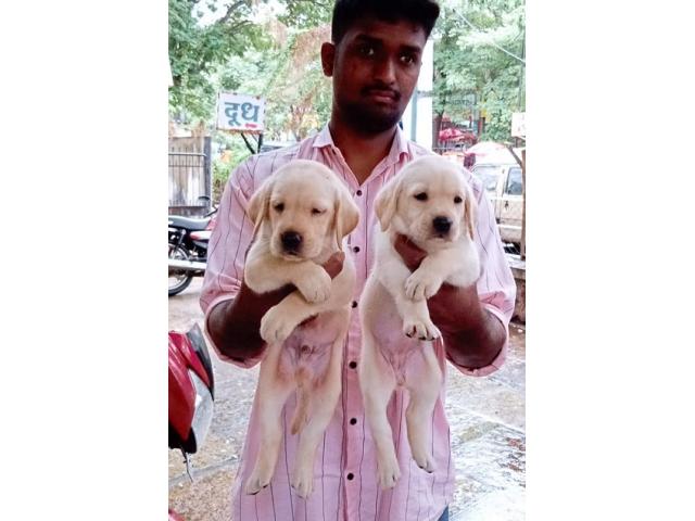 Top Quality Heavy bone Labrador male female puppy available - 1/3