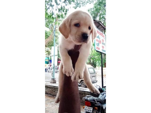 Top Quality Heavy bone Labrador male female puppy available - 2/3