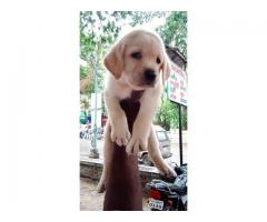 Top Quality Heavy bone Labrador male female puppy available
