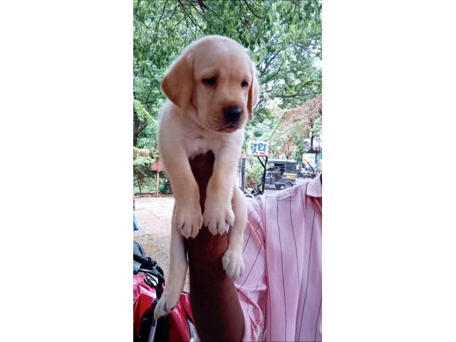 Top Quality Heavy bone Labrador male female puppy available - 3/3