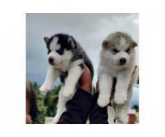 Show Quality Siberian Husky puppies available for sale