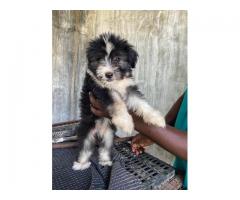 Lhasa Apso Male Puppy