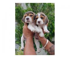 Beagle 2 male 2 female pupps available location khanna city punjab