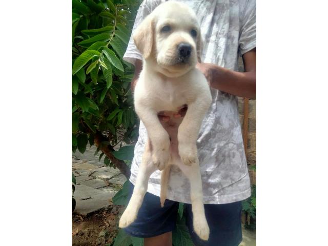 Labrador male female puppies available in Pune - 1/2