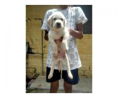 Labrador male female puppies available in Pune