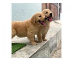 Golden retriever lovers Top quality puppies ready for new home
