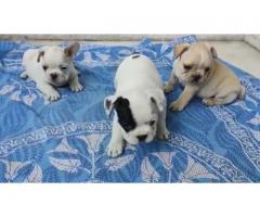 French bulldogs male puppies available in Pune