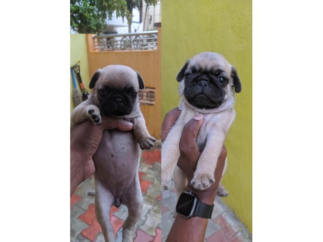 Pug female and male puppy available - 1/1