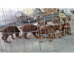 Doberman Puppies Available - 1
