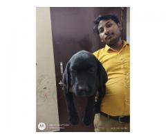 Labrador puppy available in Lucknow - 1