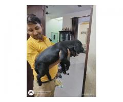 Labrador puppy available in Lucknow - 2