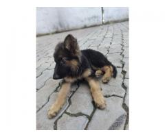 German Shepherd long coat male available for sale in Lucknow
