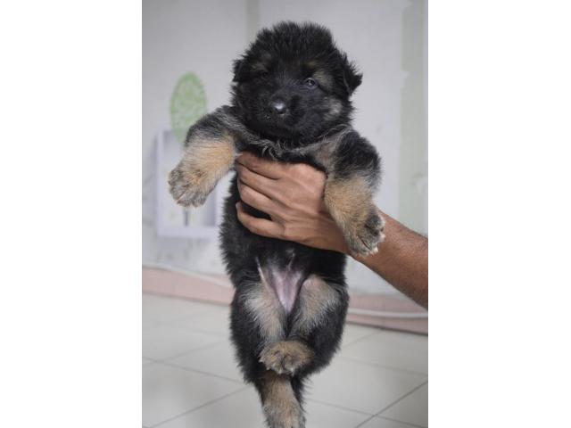 Gsd double coat puppy available - 1/2