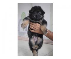 Gsd double coat puppy available