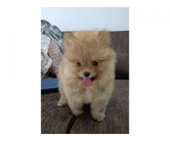 Excellent Quality Healthy Home bread Pomeranian Puppy Available