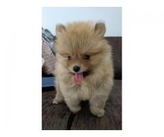 Excellent Quality Healthy Home bread Pomeranian Puppy Available