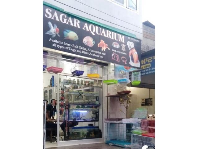 Sagar Aquarium Pet store in Barnala, Punjab - 1/3