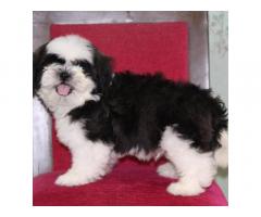 Shih Tzu Puppy for sale in pune - 1