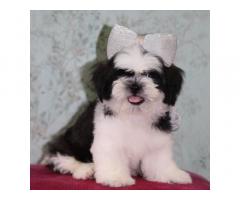 Shih Tzu Puppy for sale in pune