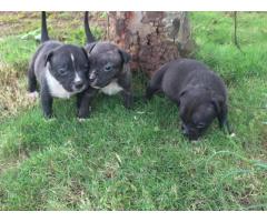 American pitbull female puppies available in Pune - 1