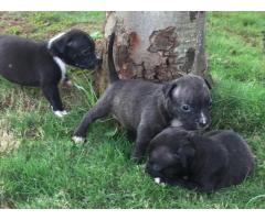 American pitbull female puppies available in Pune - 2