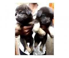 German Shepherd Puppy Available in Pune