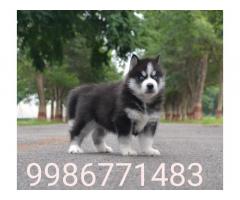 Husky Puppy for Sale, Available - 1