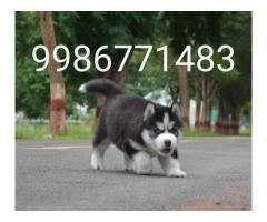 Husky Puppy for Sale, Available