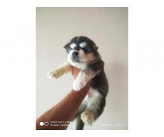 Husky Puppy for sale in chandigarh - 2