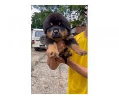 Top quality Rottweiler male