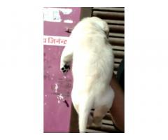 Labrador retriever male puppy available - 2