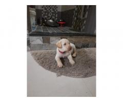 Labrador Female Puppy Available For New Home