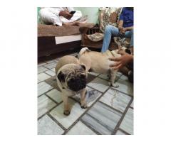 Pug Puppy Available