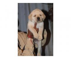 Labrador Puppies Available - 1