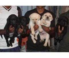 Labrador Puppies Available - 2