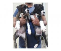 Boxer puppy available - 1