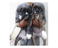 Boxer puppy available - 2