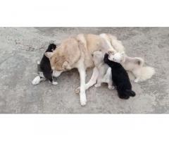 Husky Puppy available for sale - 1