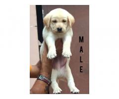 Labrador Available in Chandigarh