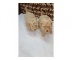 Poodle Puppy available in Delhi