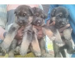 Good quality German Shepherd male puppys available