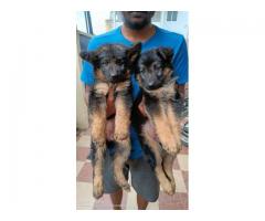 GSD FEMALE PUPPIES AVAILABLE