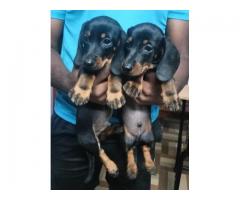 Excellent quality Dachshund male puppy available