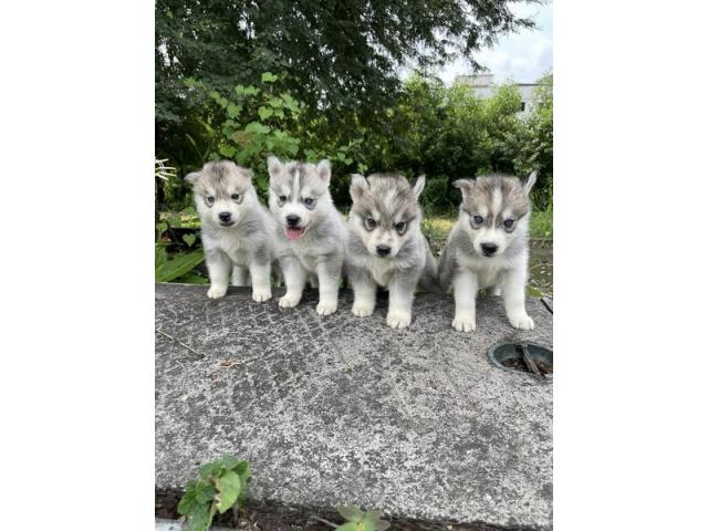 Import and Champion line Grey and White Heavy Size Siberian Husky KCI Registered - 1/1