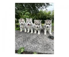 Import and Champion line Grey and White Heavy Size Siberian Husky KCI Registered - 1
