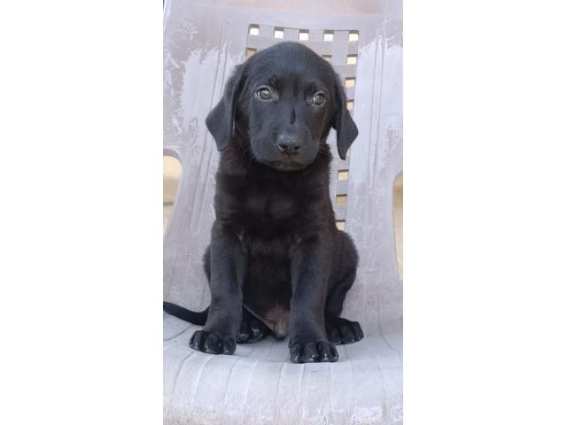 Labrador male female puppy available - 1/1