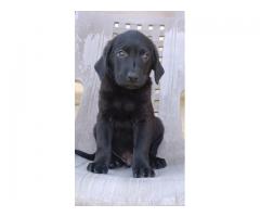 Labrador male female puppy available