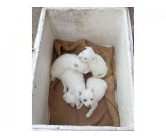Pomeranian Male female Puppies available