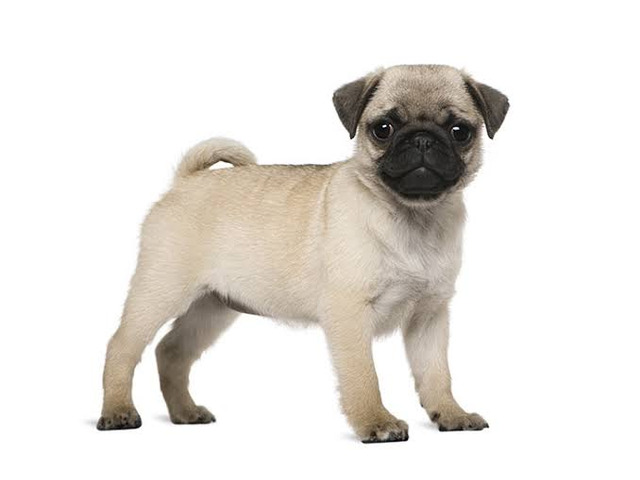 Champion Pug Puppies available - 1/1