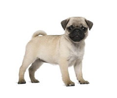 Champion Pug Puppies available